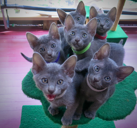 Kittens at 7 weeks
